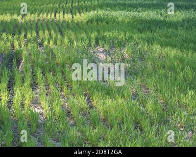 Die Sämlinge des jungen Weizens auf dem Feld des Bauernhofes. Sprossen. Stockfoto