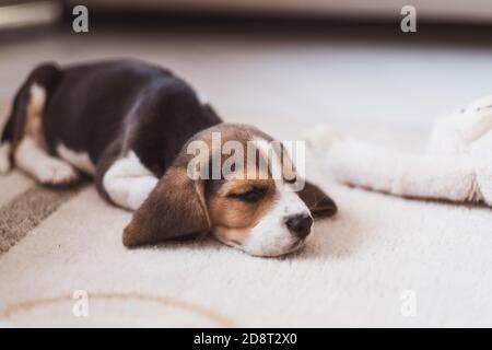 Niedliche kleine Beagle Welpen schlafen auf dem Boden Stockfoto