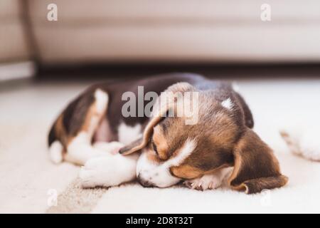 Niedliche kleine Beagle Welpen schlafen auf dem Boden Stockfoto