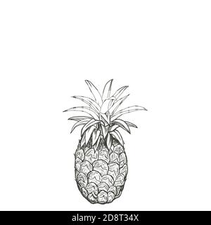 Vektor Linie Kunst Ananas Früchte Hand gezeichnet Illustration Set. Stock Vektor