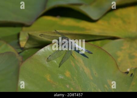 Schwarz-angebundene Skimmer (Orthetrum Cancellatum) Stockfoto