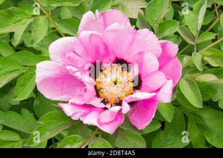 Dekorative rosa Pfingstrose von Laub umgeben Stockfoto