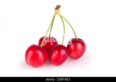 Vier reife rote Kirschen isoliert Stockfoto