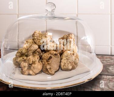 Weiße Trüffel aus Alba unter einer Glasglocke Stockfoto