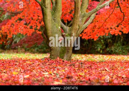 Herbstfarben in England Stockfoto