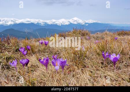 Frühling Landschaft in den Bergen mit die ersten Krokusse blühen. Der Ukraine, den Karpaten. Stockfoto