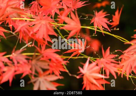 Herbstfarben in England Stockfoto