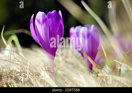 Viele blühende Schneeglöckchen und Krokusse. Anfang Frühjahr Stockfoto