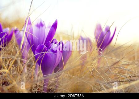 Die ersten Blumen - Krokusse. Blume, sobald Schnee fällt. Stockfoto