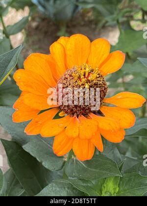 Nahaufnahme der schönen orangefarbenen Koneblume Stockfoto