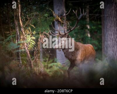 Rothirsch Hirsch während der Ruting-Saison Stockfoto