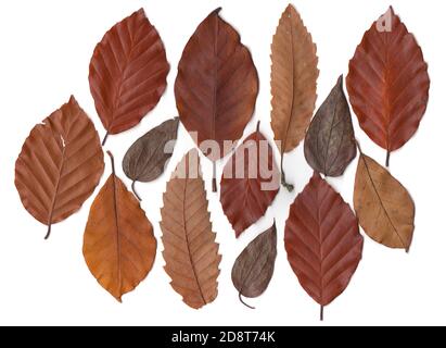 Herbst trockene Blätter auf weißem Hintergrund. Flach liegend, Draufsicht. Herbst, Herbst Konzept. Stockfoto