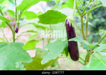 Frische lila Aubergine auf Baum Stockfoto