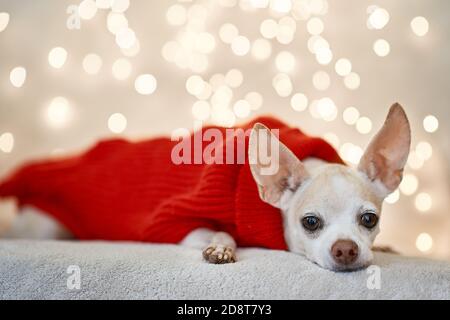 Chihuahua Hund liegt auf dem Bett in einer Weihnachtszeit gekleidet Kostüm Stockfoto