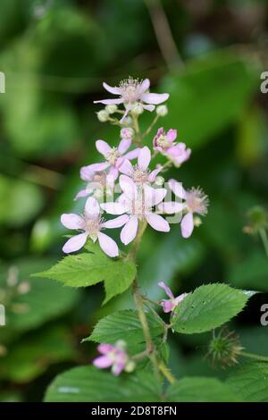 Bramble Blumen Stockfoto