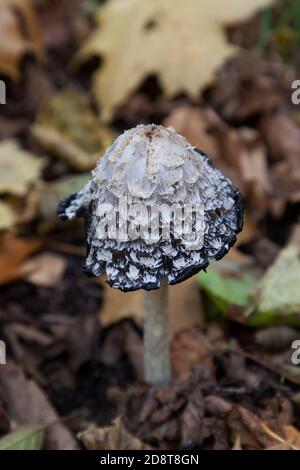 Coprinus comatus aka shaggy Tintenkappe, - Czernidłak kołpakowaty Stockfoto