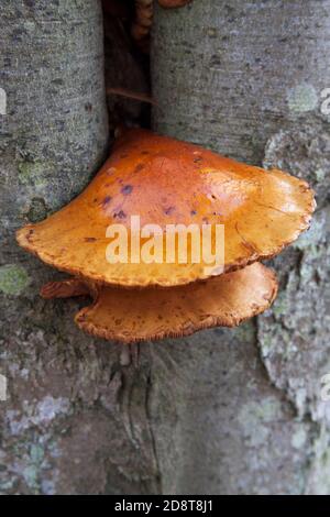 Enoki (Flammulina velutipes), alias Velvet Shank - Płomiennica zimowa Stockfoto