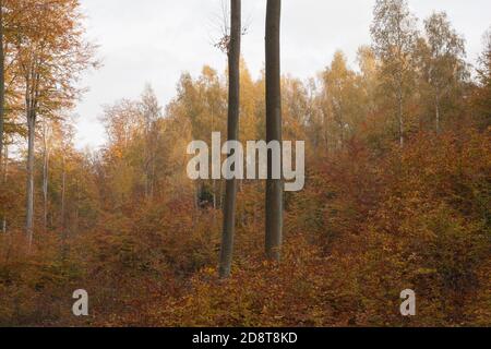 Herbst im polnischen Wald - Jesień Stockfoto