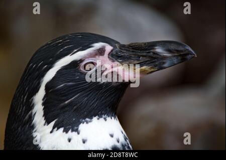 Humboldt Pinguin Stockfoto