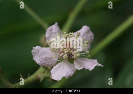 Bramble Blumen Stockfoto