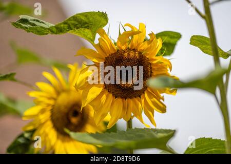 Sonnenblumen zwischen den Blättern an einem sonnigen Tag mit einem verschwommenen Hintergrund. Blütenkopf oder Pseudanthium, seine Strahlblumen und die Mitte des Kopfes oder der Scheibe Stockfoto