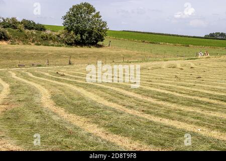 Beek, South Limburg / Netherlands. July 19, 2020. Farm field of freshly cut rye along a footpath with a hill with trees and cows in the background Stockfoto