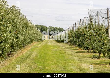 Stützpfosten zwischen den Bäumen mit Kabeln unter Spannung hält Anti-Netze für Vögel oder Schutzgitter in einem Apfelgarten, sonnigen Sommertag Stockfoto