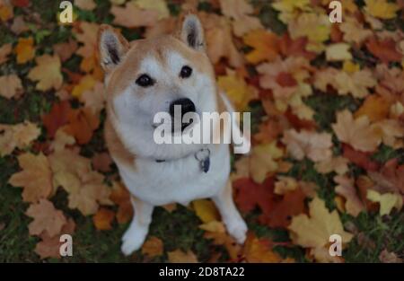 Top-Down Shiba mit unschuldigem Look sitzt auf bunten Herbstblättern. Die Shiba Inu ist eine japanische Rasse. Stockfoto