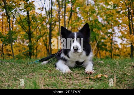 Entzückende Border Collie liegt unten vor bunten Baum im Herbst. Cute Black and White Dog während der Herbstsaison. Stockfoto