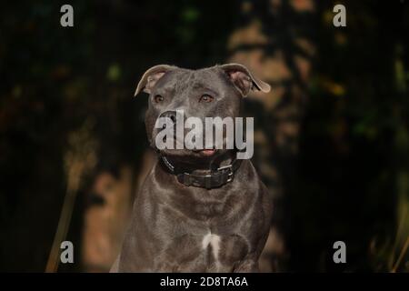 Englisch Staffordshire Bull Terrier mit ernstem Blick auf sein Gesicht in der Natur. Nahaufnahme von Blue Staffy draußen. Stockfoto