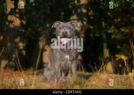 Happy Staffordshire Bull Terrier sitzt in der sonnigen Natur während der Goldenen Stunde. Liebenswert blau Staffy mit Zunge aus. Stockfoto