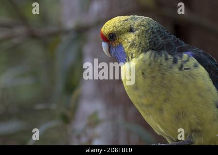 Tasmanian Rosella, ein Papagei aus Tasmanien und den Bass Strait Inseln, im Portrait Nahaufnahme mit Kopierraum auf der linken Seite Stockfoto