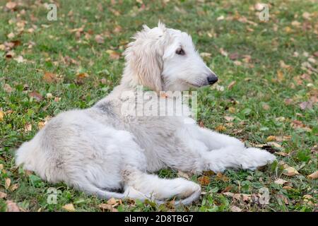 Im Herbst-Park liegt ein süßer afghanischer Hund. Drei Monate alt. Haustiere. Reinrassig. Stockfoto