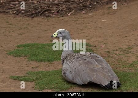Cape Barren Goose dreht ruhig den Kopf, während sie sitzt. Standort ist Tasmanien, Australien. Stockfoto