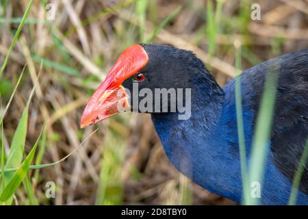 Australasian Swamphen Porphyrio melanotus melanotus Launceston, Tasmania, Australien 19 November 2019 Erwachsene Rallidae Stockfoto