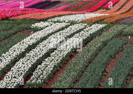 Wunderschöne Reihen von spektakulären, farbenfrohen Tulpenblüten sind Touristenattraktionen auf Blumenfarmen entlang der Tollymore Road in Tasmanien. Stockfoto