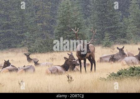 Sanfter Schnee beginnt auf männlichen Elch und seine Herde in goldenem Gras in Alberta, Kanada, zu fallen. Stockfoto