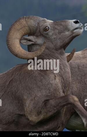 Bighorn Schafe macht mächtigen Sprung nach oben in Nahaufnahme Foto. Standort ist British Columbia, Kanada. Stockfoto
