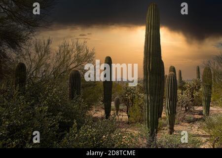 Wüstensturm in Arizona Stockfoto