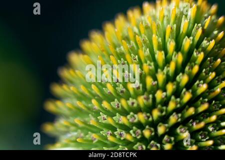 Grüne Echinacea Blütenstamene vergrößerte Nahaufnahme, grüne Echinacea Blume Stockfoto