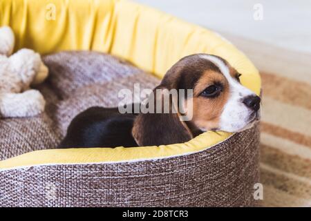 Niedliche kleine Beagle Welpen schlafen in seinem Korb Stockfoto