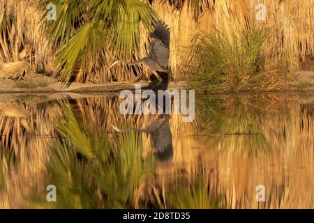 Der Agua Caliente Park, eine frühlingshafte Wüstenoase in Tucson, Arizona, ist eine Oase für diesen Blaureiher, der sich im ruhigen Wasser des Hauptteiches widerspiegelt. Stockfoto