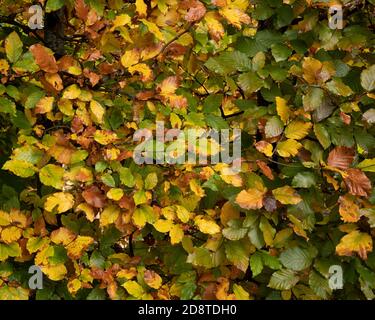 Buche Hecke wechselnde Farbe im Herbst Stockfoto