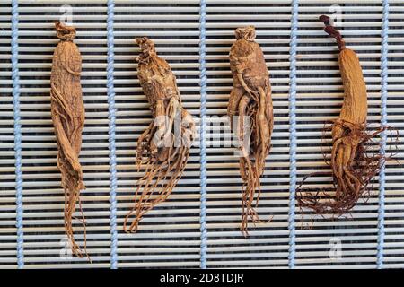 Trockene Ginseng Wurzeln auf dem Bambus Korb Hintergrund Stockfoto