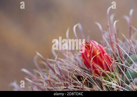 Fischhaken Barrel Kaktus mit rot gelben Blume Frucht in der unteren Ecke mit Kopieplatz auf der linken Seite des Fotos im Saguaro Nationalpark, Tucson, Ari aufgenommen Stockfoto