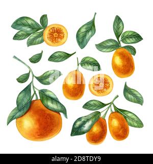 Wasserfarbenes Fruchtset mit Orange, Kumquat und Blättern. Helle Illustration von gesunden frischen Lebensmitteln. Ideal für Grußkarte, Einladung, Banner, Poster. Stockfoto