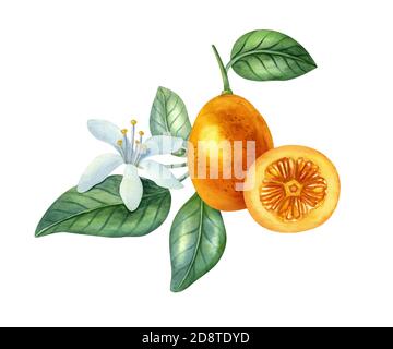 Aquarell Fruchtkomposition mit Kumquat, Blume und Blättern. Helle Illustration von gesunden frischen Lebensmitteln. Ideal für Grußkarte, Einladung, Banner. Stockfoto