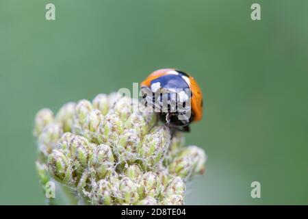 Nahaufnahme eines Coccinella 7-punctata (Seven-spot Ladybird) auf Achillea Stockfoto