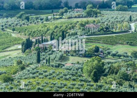 Luftlandschaft mit Straßenbiegung zwischen Olivenhainen und Weinbergen in hügeliger Landschaft rund um historischen Hügel Stadt, in hellem Licht bei Montep aufgenommen Stockfoto