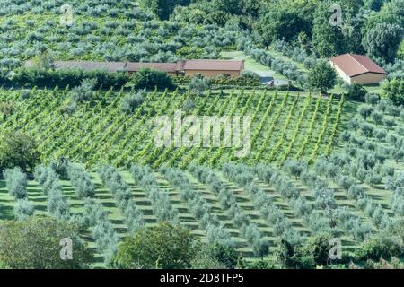 Luftlandschaft mit Olivenhainen und Weinbergen in hügeliger Landschaft rund um historische Hügel kleine Stadt, in hellem Licht bei Montepulciano geschossen, Sie Stockfoto